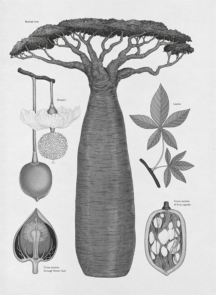 アート・デザイン・音楽 PHYSIOGNOMIA ARBORUM アート・デザイン・音楽 PHYSIOGNOMIA ARBORUM Amazon.com